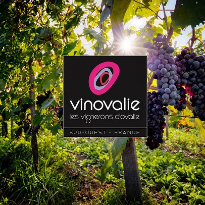 Sélection-vins-artisanaux-bouteilles-décoratives-comptoir-passions